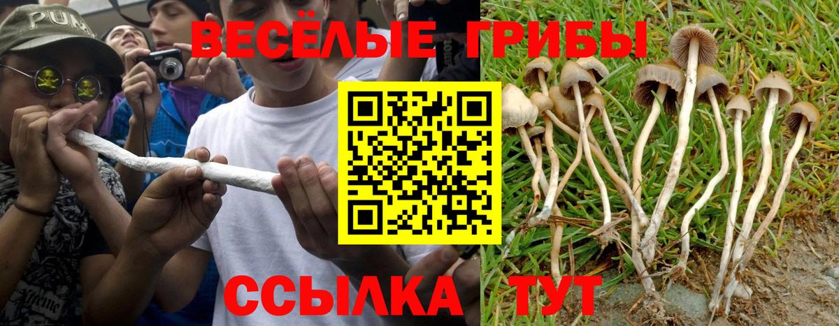 Псилоцибиновые грибы мицелий Городец